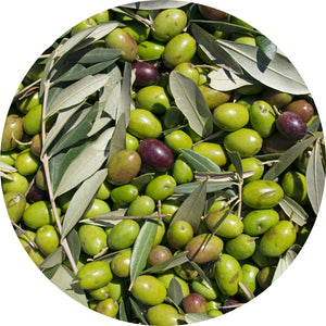 Olive all'ingrosso per bar, pasticcerie e ristoranti – Food Italy World