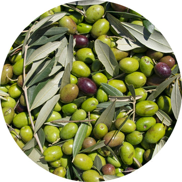 OLIVE
