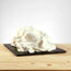 Cannolo Siciliano Sprint 1kg, croccante e pronto da farcire