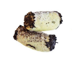 TWILL CAFFE' MIGNON 1.5KG